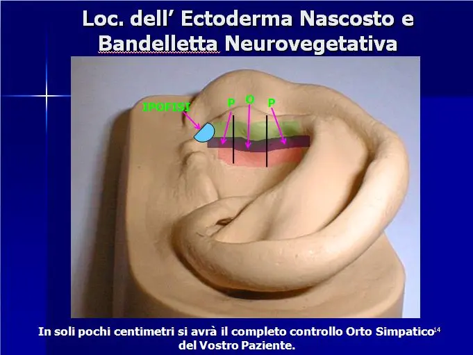 Corso di Auricoloterapia II livello Novembre 2024_A1