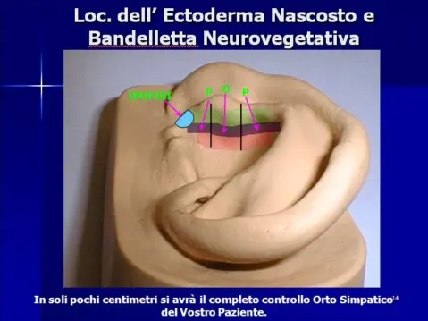 Corso di Auricoloterapia I livello sec. Nogier e MTC